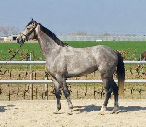 Cavalo de Tróia Süžeeskeem Poolt viniciusjun